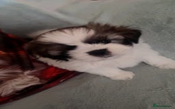 Shih Tzu dogs for sale: 5 beautiful puppies available  - Image 13