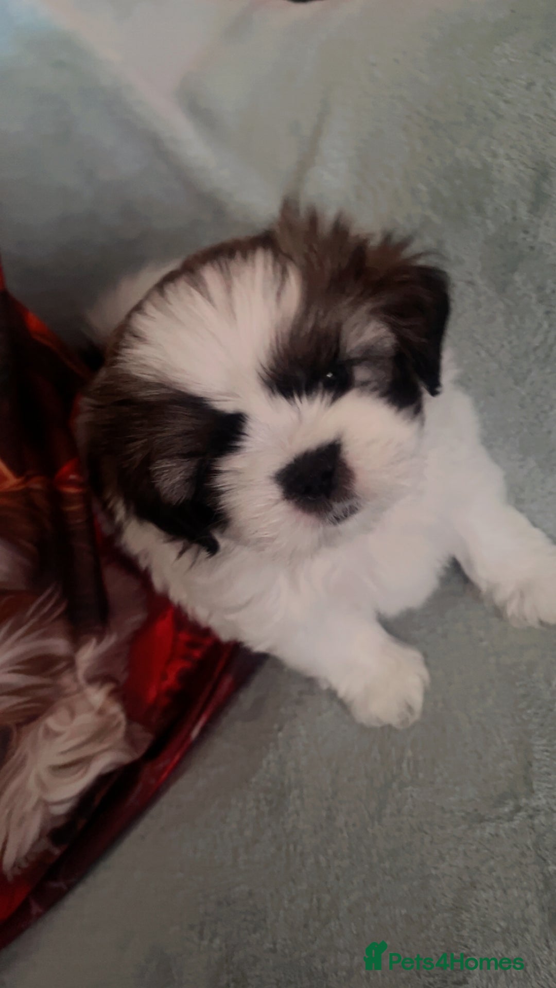 Shih Tzu dogs for sale: 5 beautiful puppies available  - Image 13
