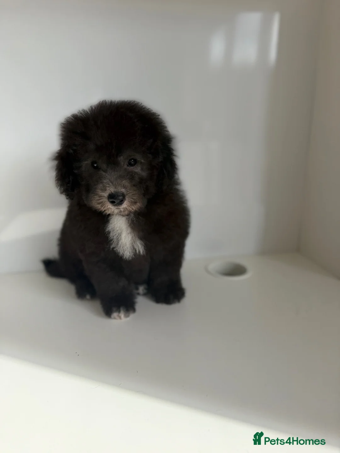 Poochon dogs for sale: Beautiful silver health tested Poochon  - Advert 12
