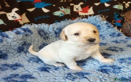 Labradoodle dogs for sale: f1 MINIATURRE LABRADOODLES FROM 5*LICENCED BREEDER - Image 8