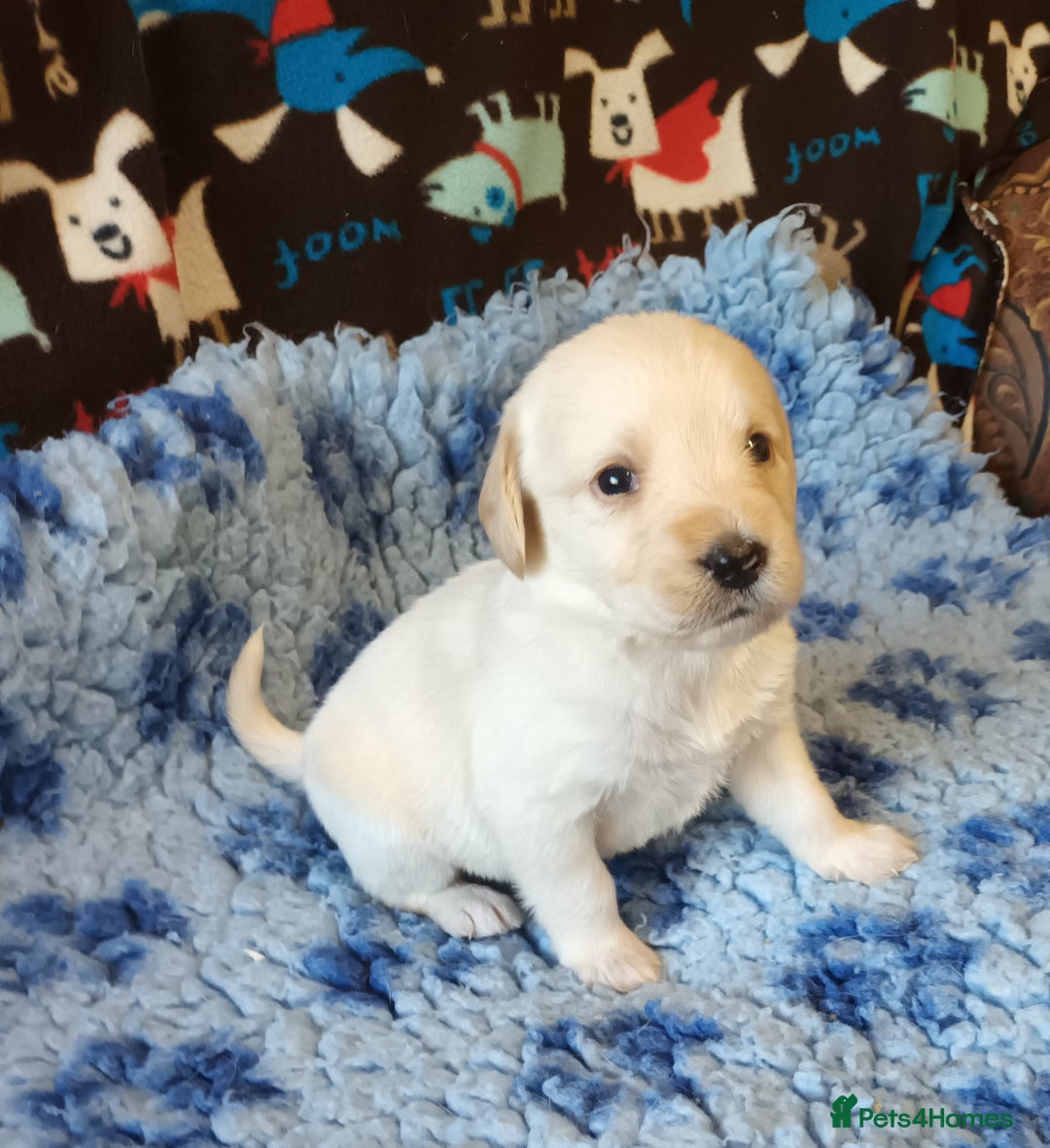 Labradoodle dogs for sale: f1 MINIATURRE LABRADOODLES FROM 5*LICENCED BREEDER - Image 8