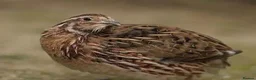 Quail poultry for sale: 🐦 JAPANESE & CHINESE QUAILS FOR SALE 🐦 - Advert 4