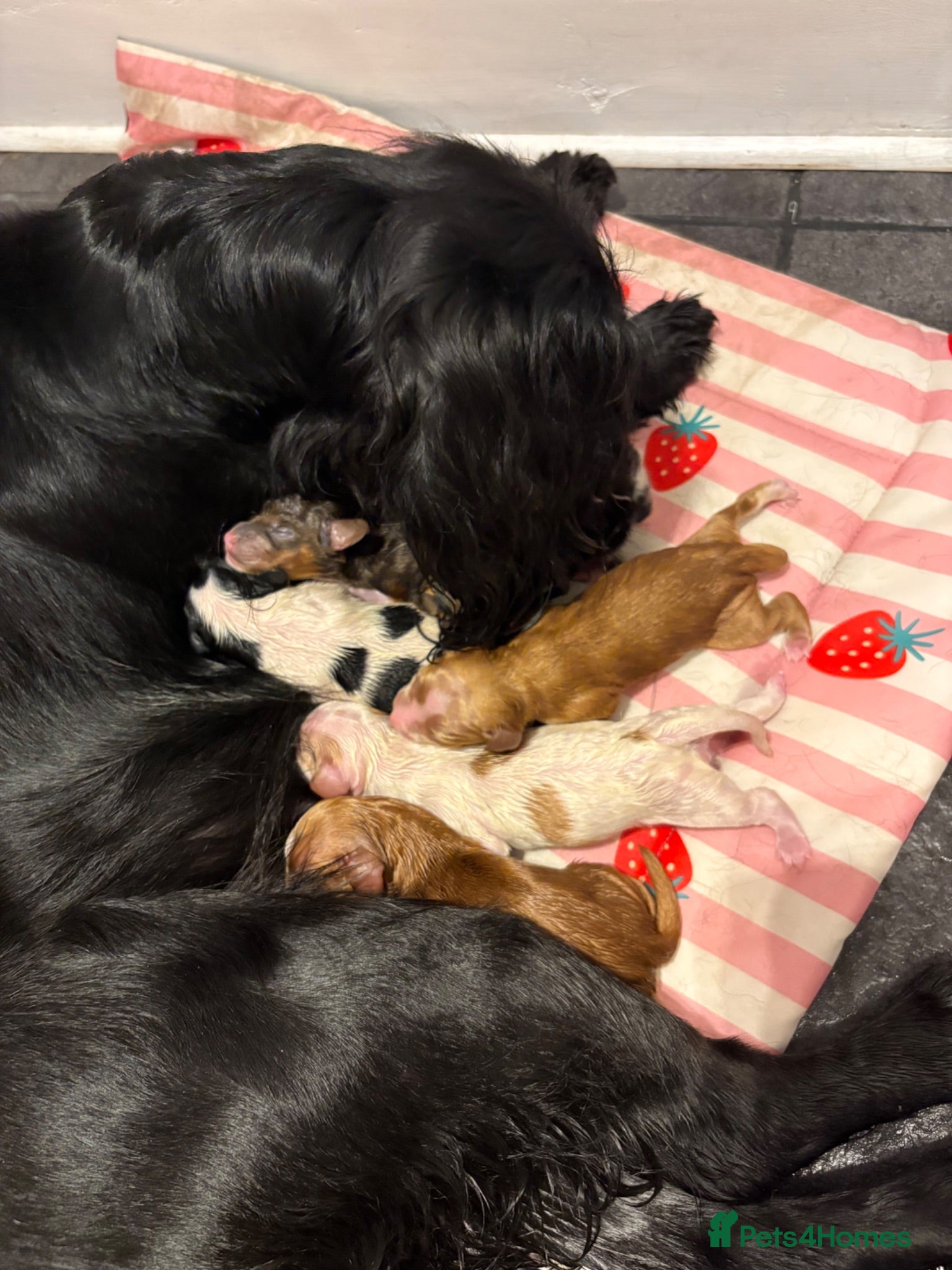 Cocker Spaniel dogs True working cocker spaniels  - Advert 17