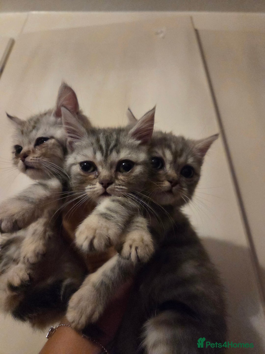 British Shorthair cats for sale: Kittens bsh ready to go - Advert 2