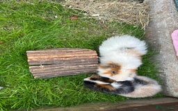 Guinea Pig rodents for sale: 2x Male Guinea pigs   - Image 2