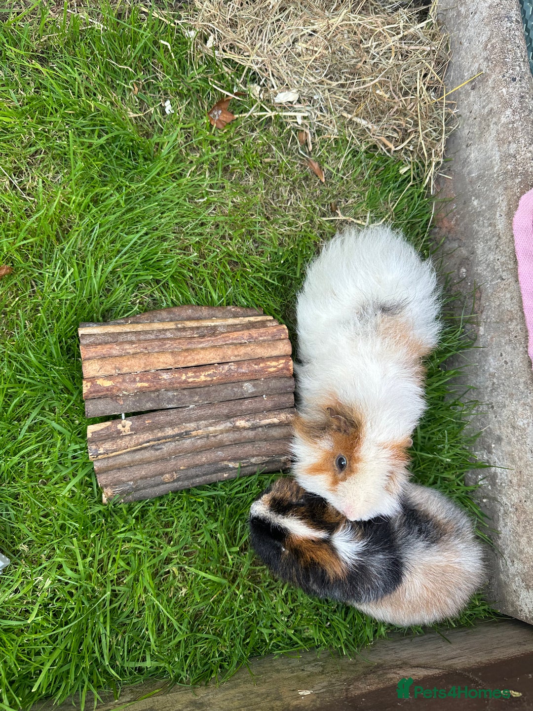 Guinea Pig rodents for sale: 2x Male Guinea pigs   - Image 2