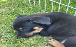 Mixed Breed dogs for sale: 6 collie cross kelpie pups  - Image 6