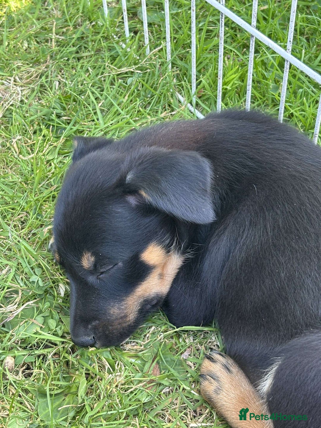 Mixed Breed dogs for sale: 6 collie cross kelpie pups  - Image 6