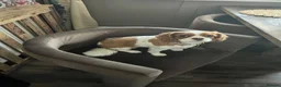 Cavalier King Charles Spaniel dogs for sale: Cavalier King Charles  in Nottingham - Advert 3