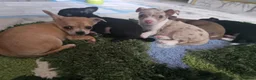 Chihuahua dogs for sale: Gorgeous Chihuahua puppies in Plymouth - Advert 5