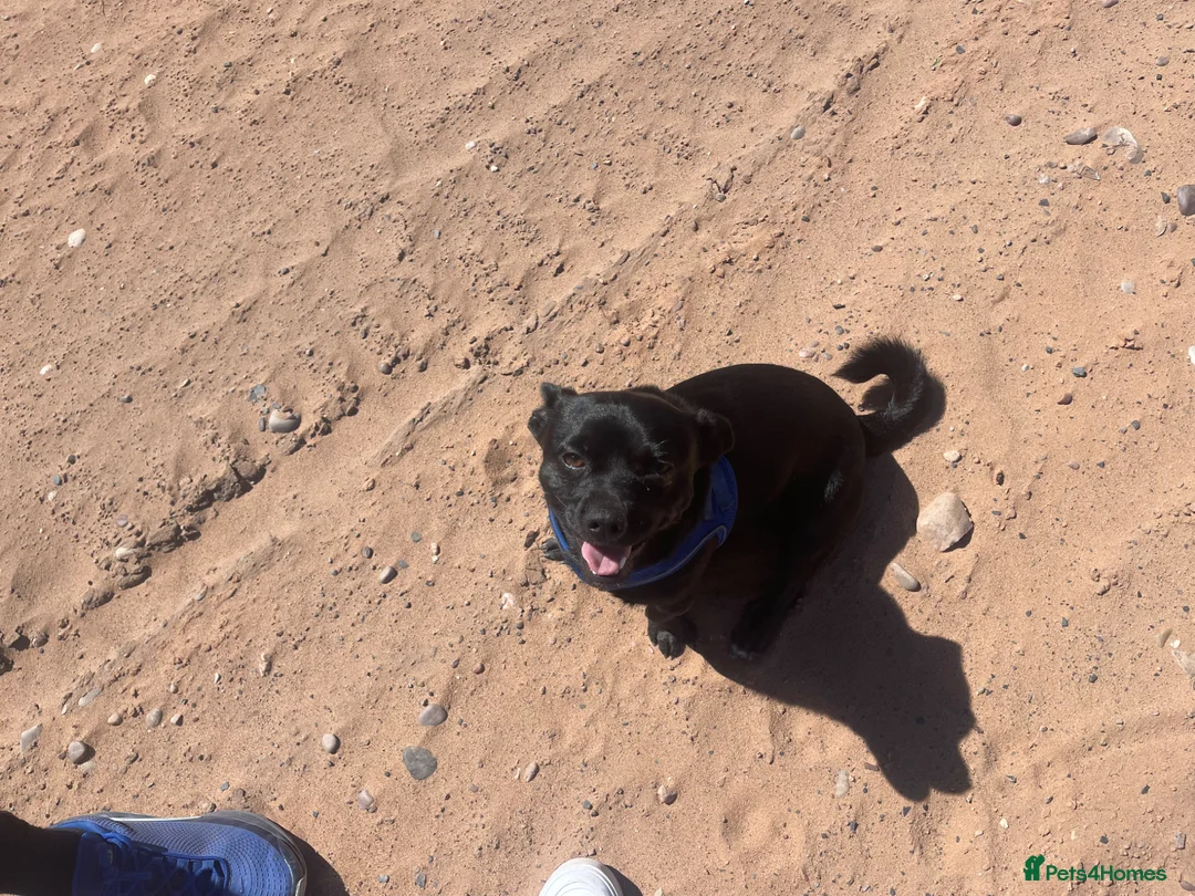 Jug dogs for sale: One year old male  in Mansfield - Advert 2