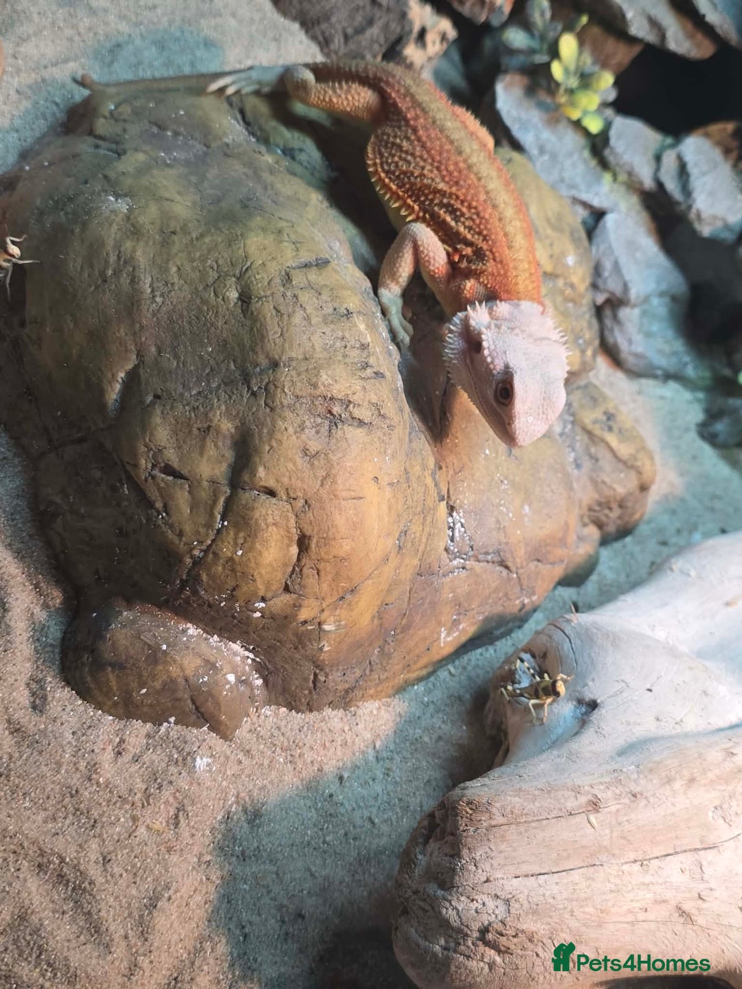 Bearded Dragon reptiles for sale: 5month bearded dragon  - Advert 5