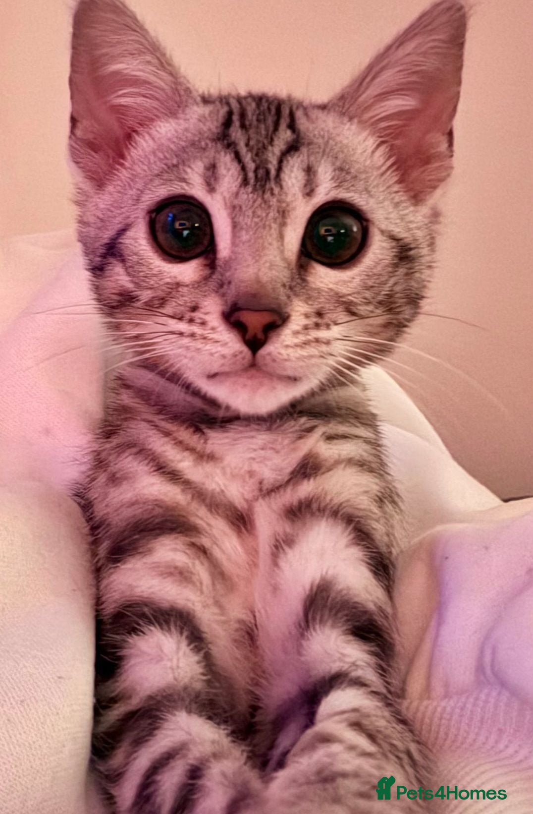 Bengal cats Beautiful Female Bengal - Advert 12