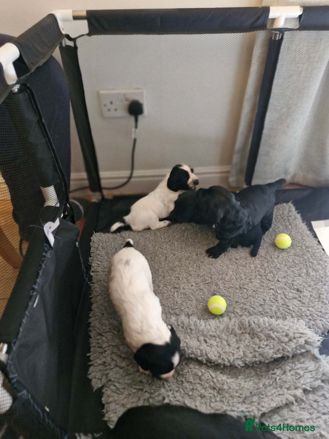 Sprocker dogs for sale: Beautiful sprocker pups - Image 7