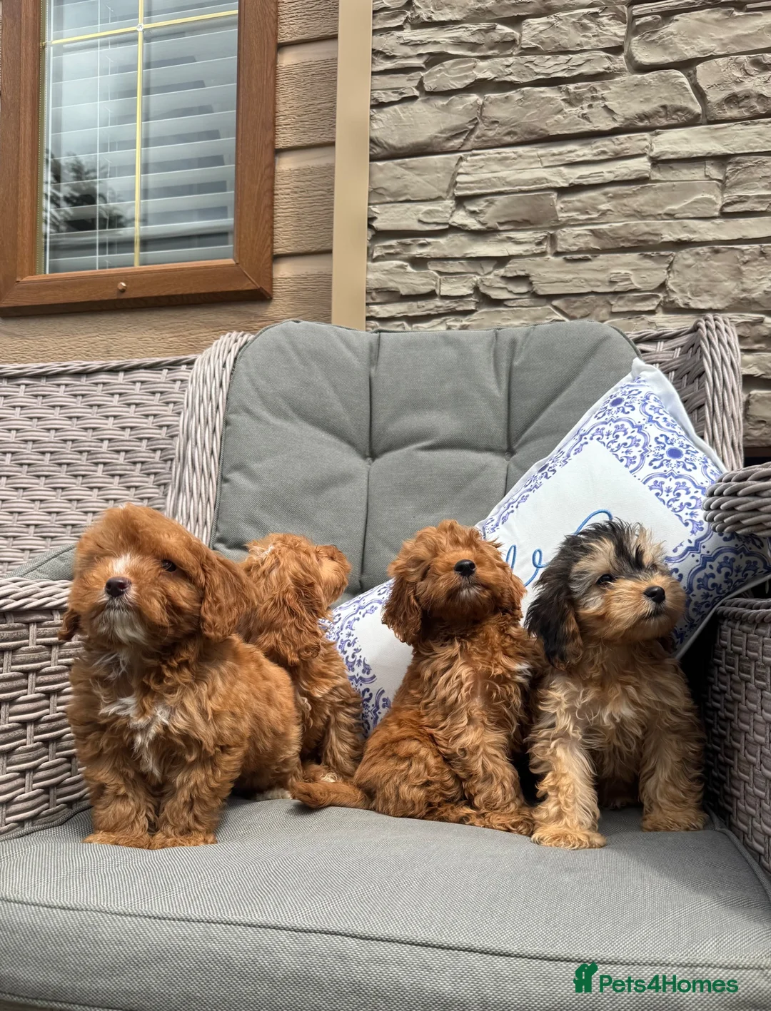 Cockapoo dogs for sale: F1 Cockapoo puppies (council licensed) - Advert 1