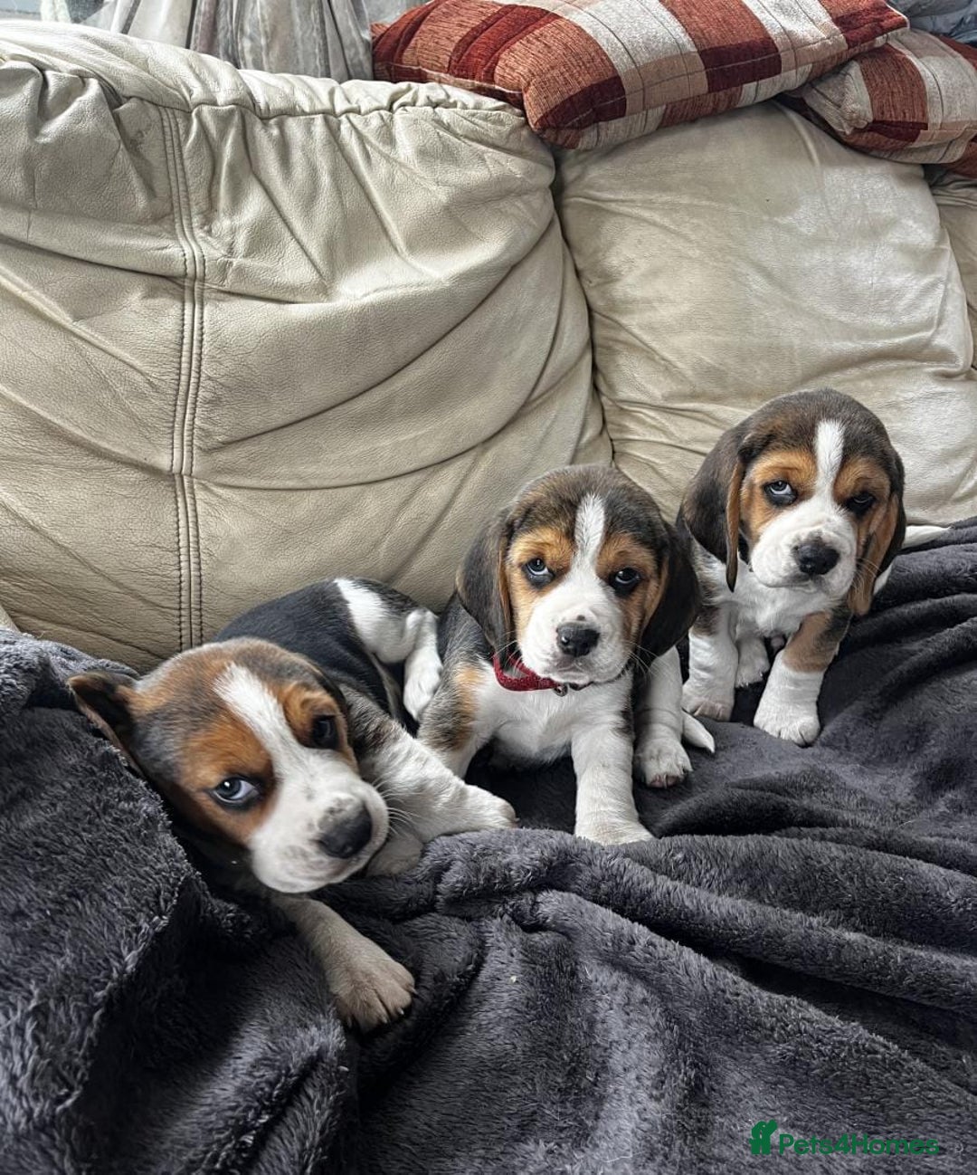 Beagle dogs for sale: Tri colour beagle puppies - Advert 1