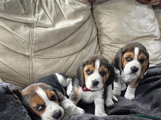Beagle dogs Tri colour beagle puppies - Advert 5
