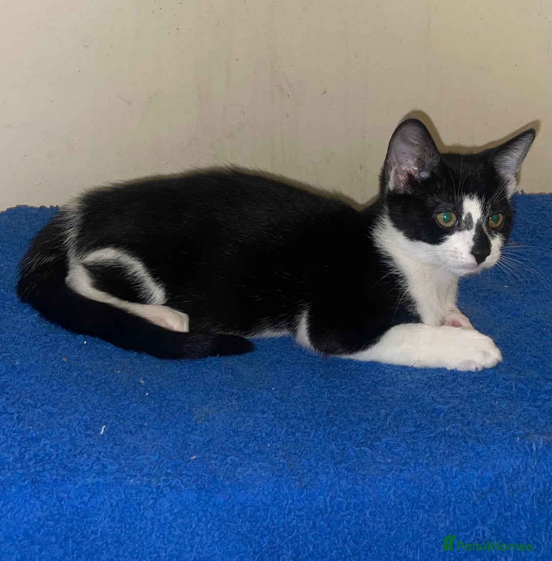 Mixed Breed cats for sale: Kittens for sale - Advert 13