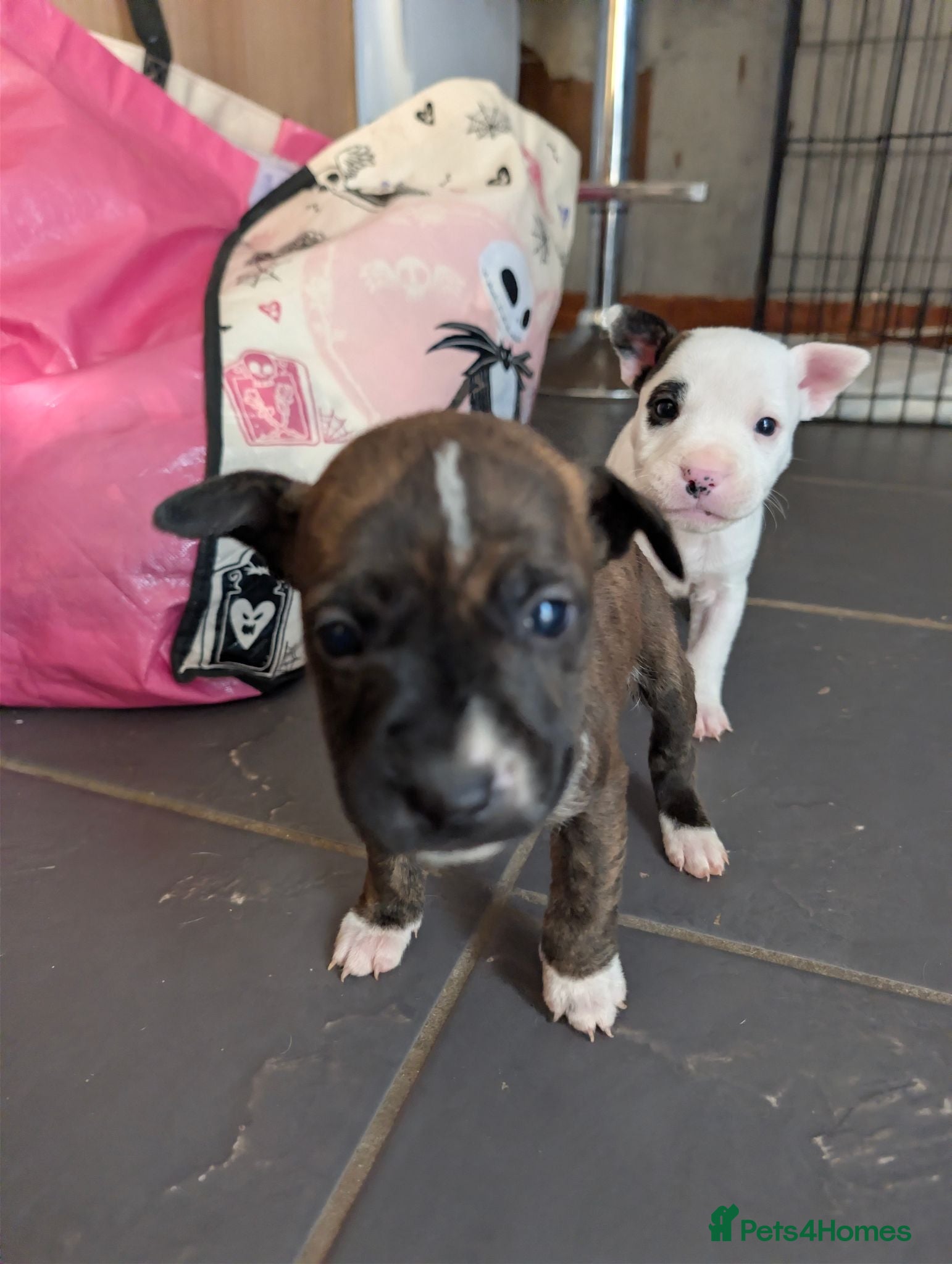 Mixed Breed dogs 8 staffy x English bull terrier puppies - Advert 2
