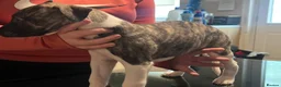 Whippet dogs for sale: whippet pups in Tredegar - Advert 17