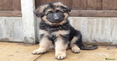 German Shepherd dogs - Advert 2