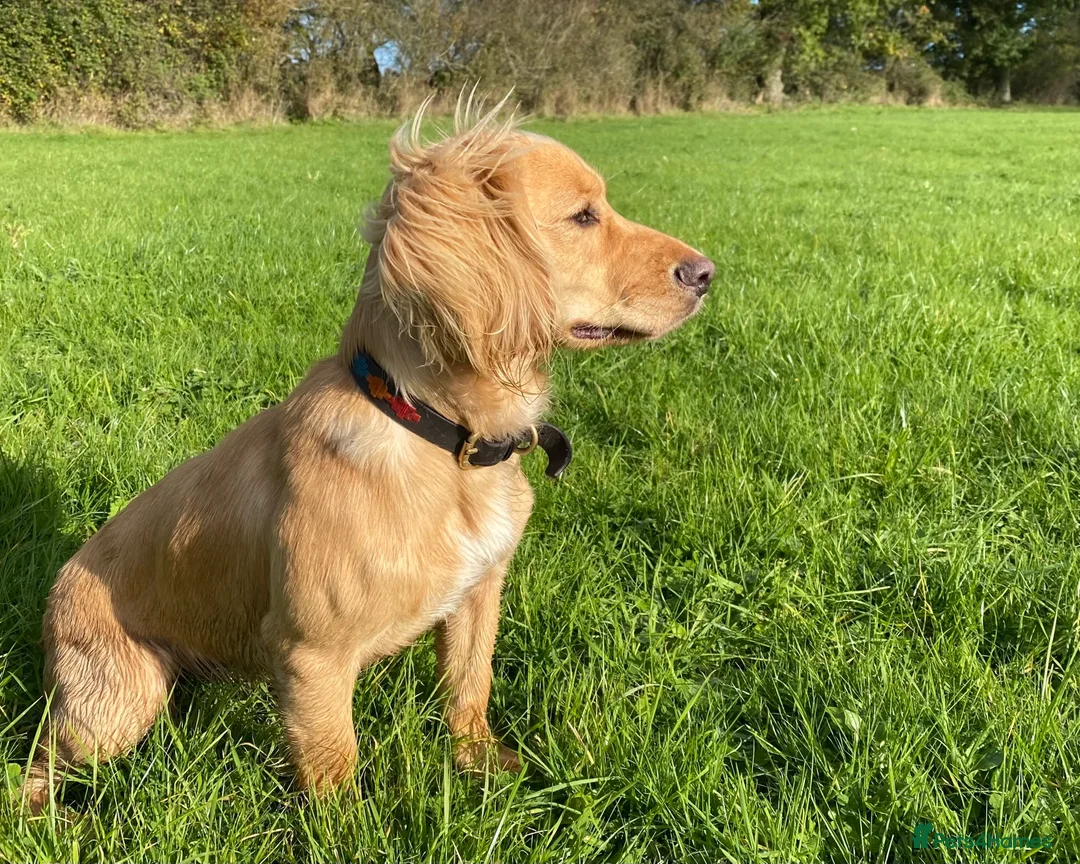 Cocker Spaniel dogs for sale: Stunning LEMON KC Reg Working Cocker Spaniel pups - Advert 3