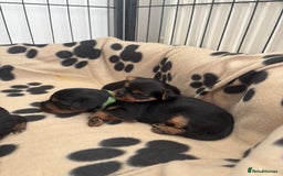 Yorkshire Terrier dogs for sale: ❤️Last girl available Miniature yorkshire terrier - Image 25