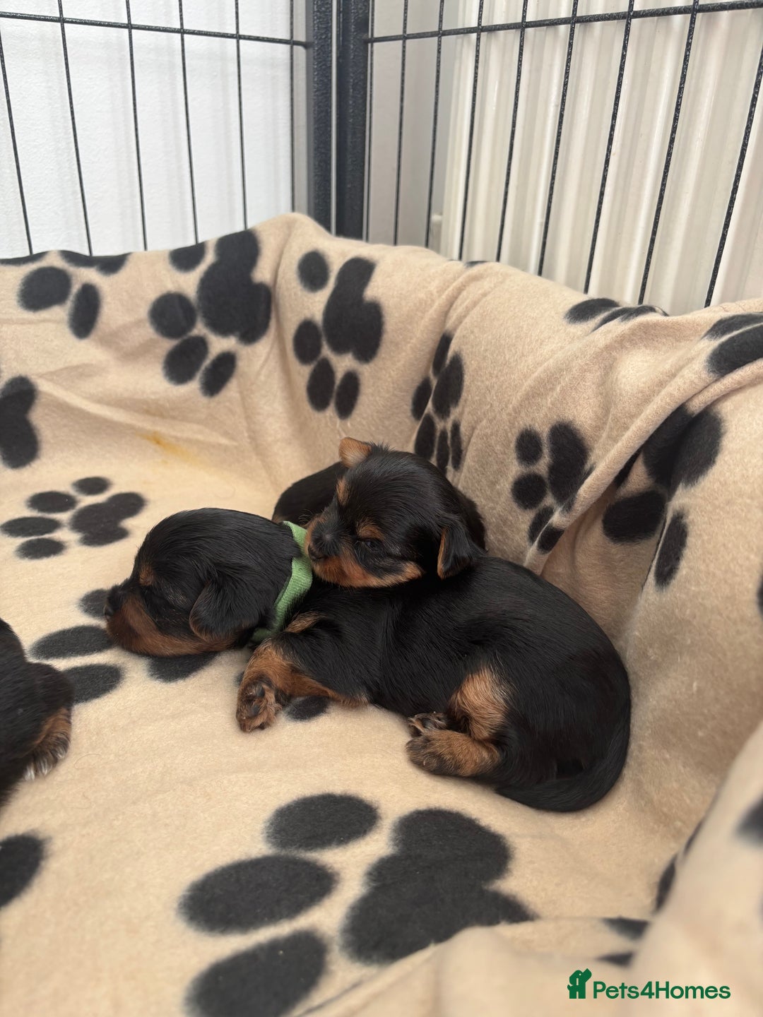 Yorkshire Terrier dogs for sale: ❤️Last girl available Miniature yorkshire terrier - Image 25