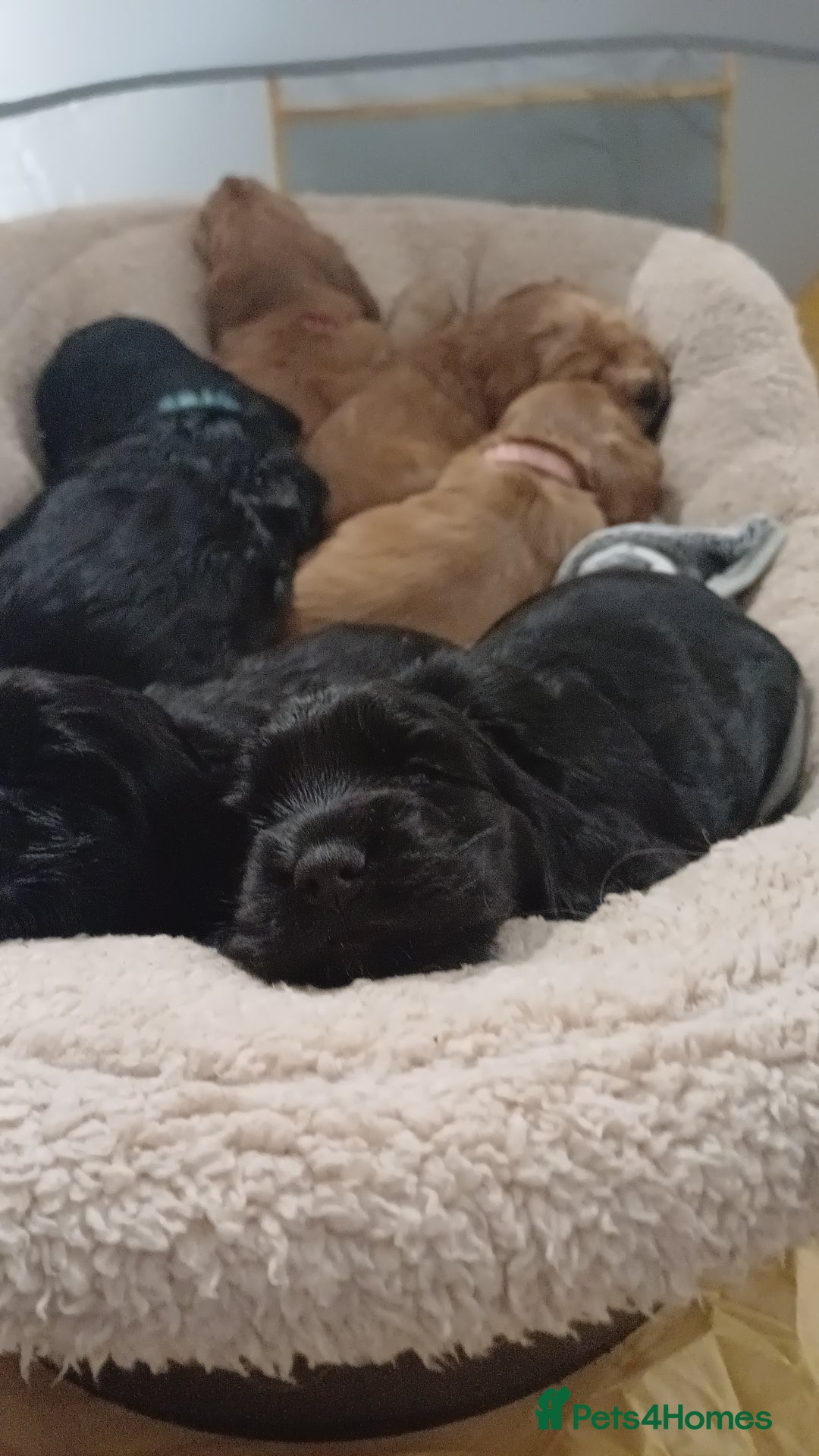 Cocker Spaniel dogs for sale: Outstanding health tested golden show cockers - Advert 12