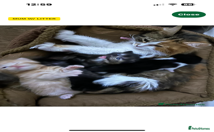 Mixed Breed cats - Advert 13