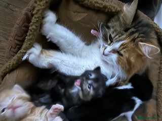 Mixed Breed cats - Advert 1