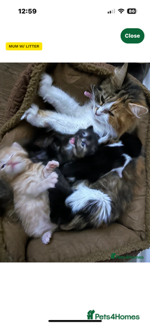 Mixed Breed cats - Advert 2