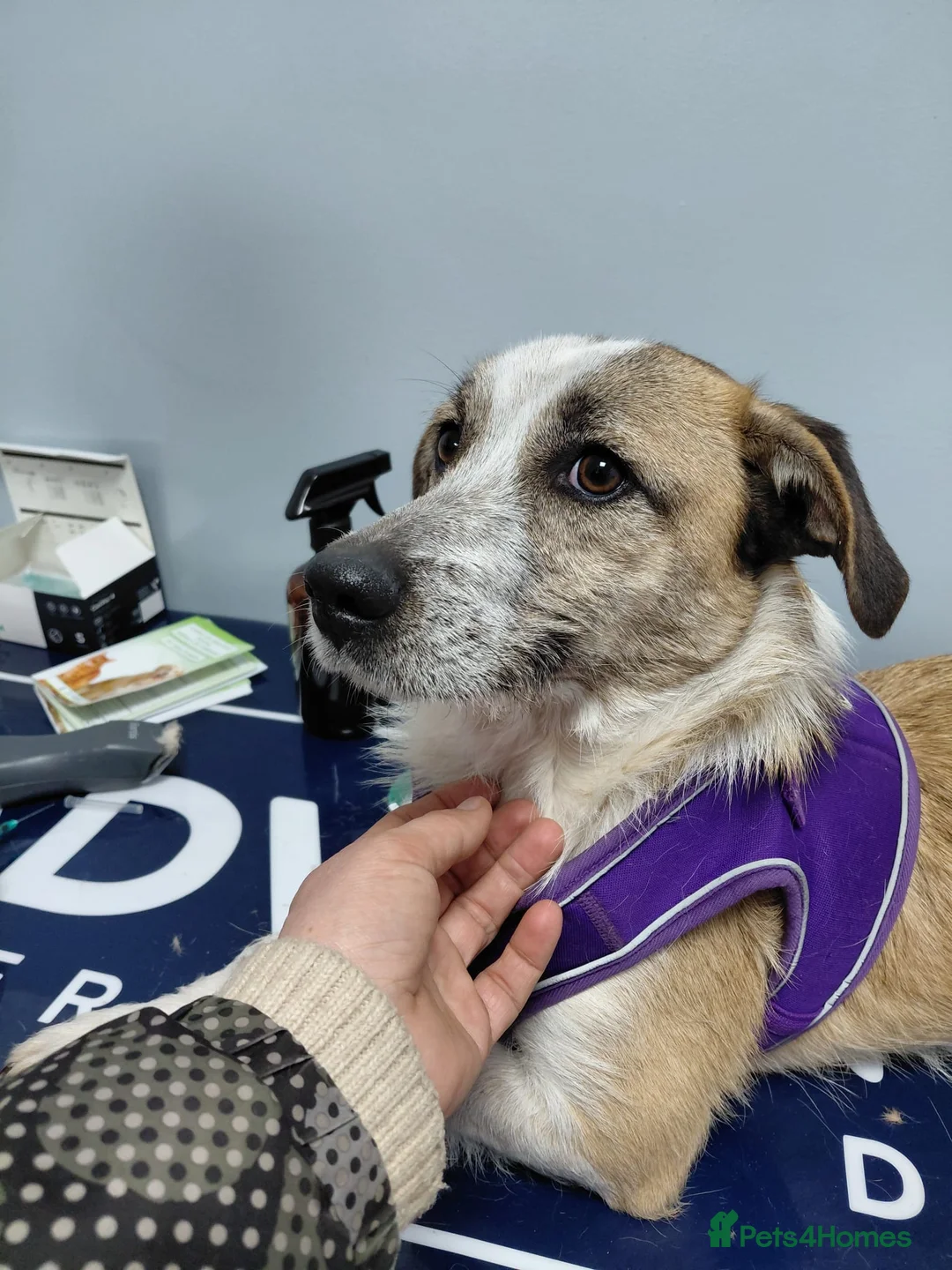 Mixed Breed dogs for adoption: 💖 Meet JESSICA 💖 - a story of Strength and Love - Advert 2