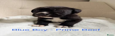 Prime Beef (Blue Collar BOY) 