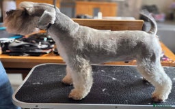 Miniature Schnauzer dogs for stud: Pepper & salt proven for stud in Hull - Image 7