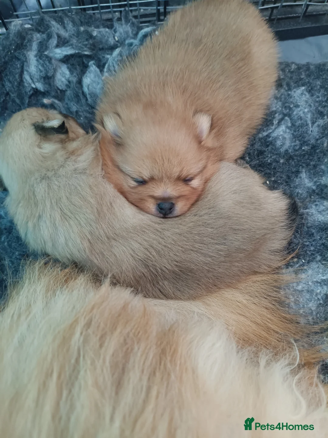 Pomeranian dogs for sale: Absolutely stunning pups  - Advert 2