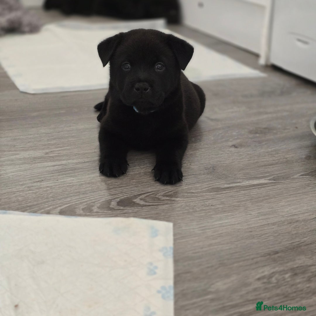 Mixed Breed dogs for sale: Chaffy puppies - Advert 27