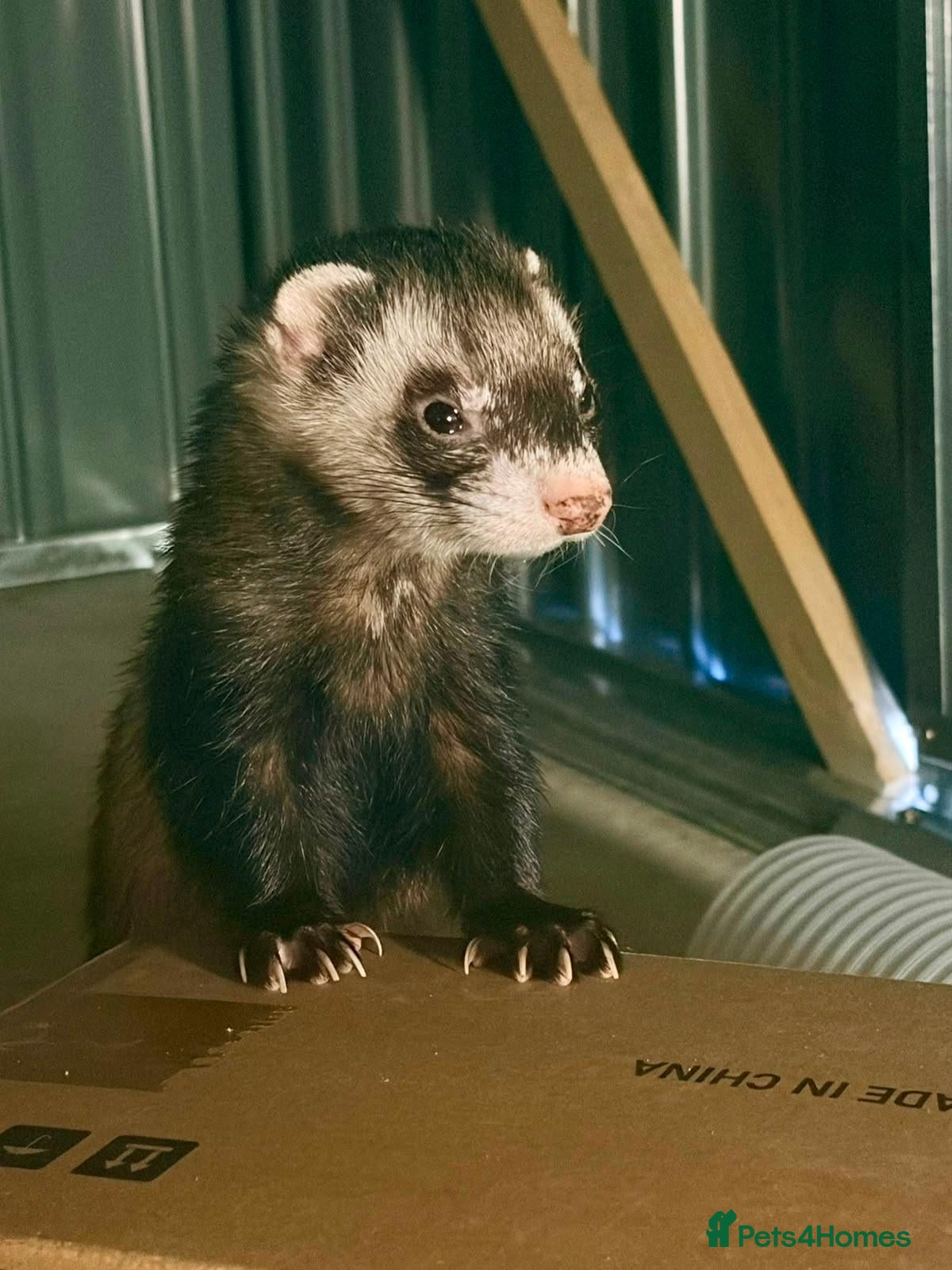 Ferret rodents Two Friendly Male Ferrets with Cage & Toys - Advert 2