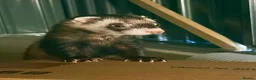 Ferret rodents for sale: Two Friendly Male Ferrets with Cage & Toys - Advert 2