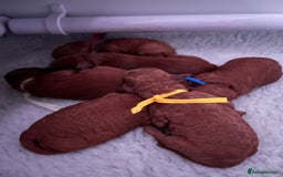 Cavapoo dogs for sale: Playful, affectionate, red Cavapoo puppies  - Image 30