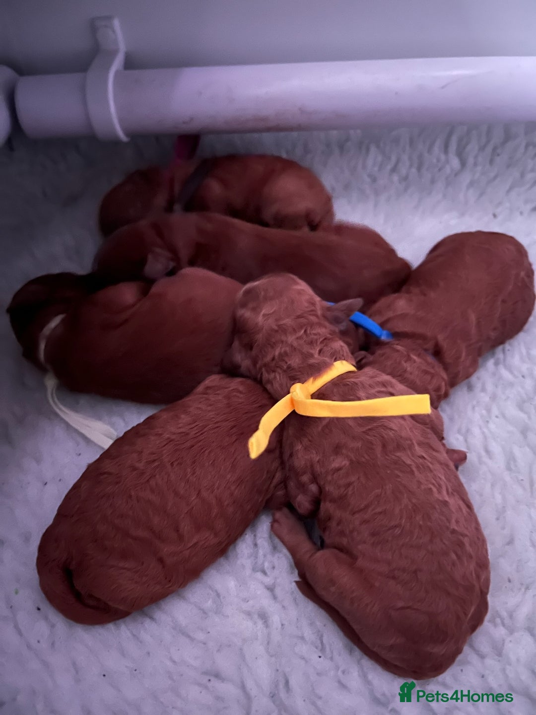 Cavapoo dogs for sale: Playful, affectionate, red Cavapoo puppies  - Image 30