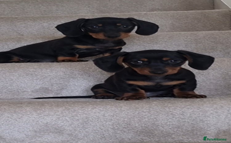 Miniature Dachshund dogs - Advert 6