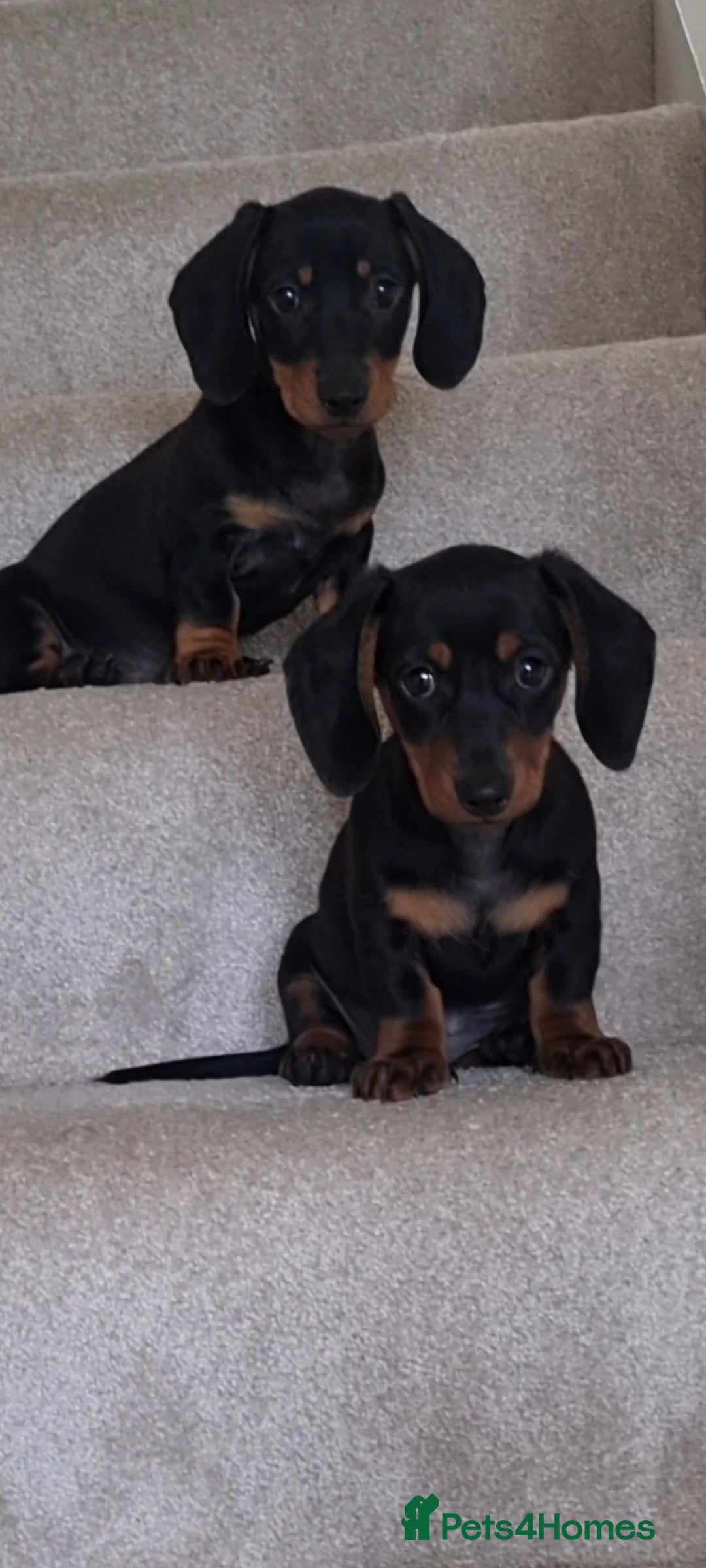 Miniature Dachshund dogs for sale: 2 female miniature dachshunds  - Image 1