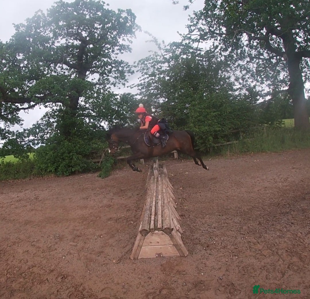 Arabian horse horses for sale: Part Bred 14.2hh Arab alrounder - Image 7