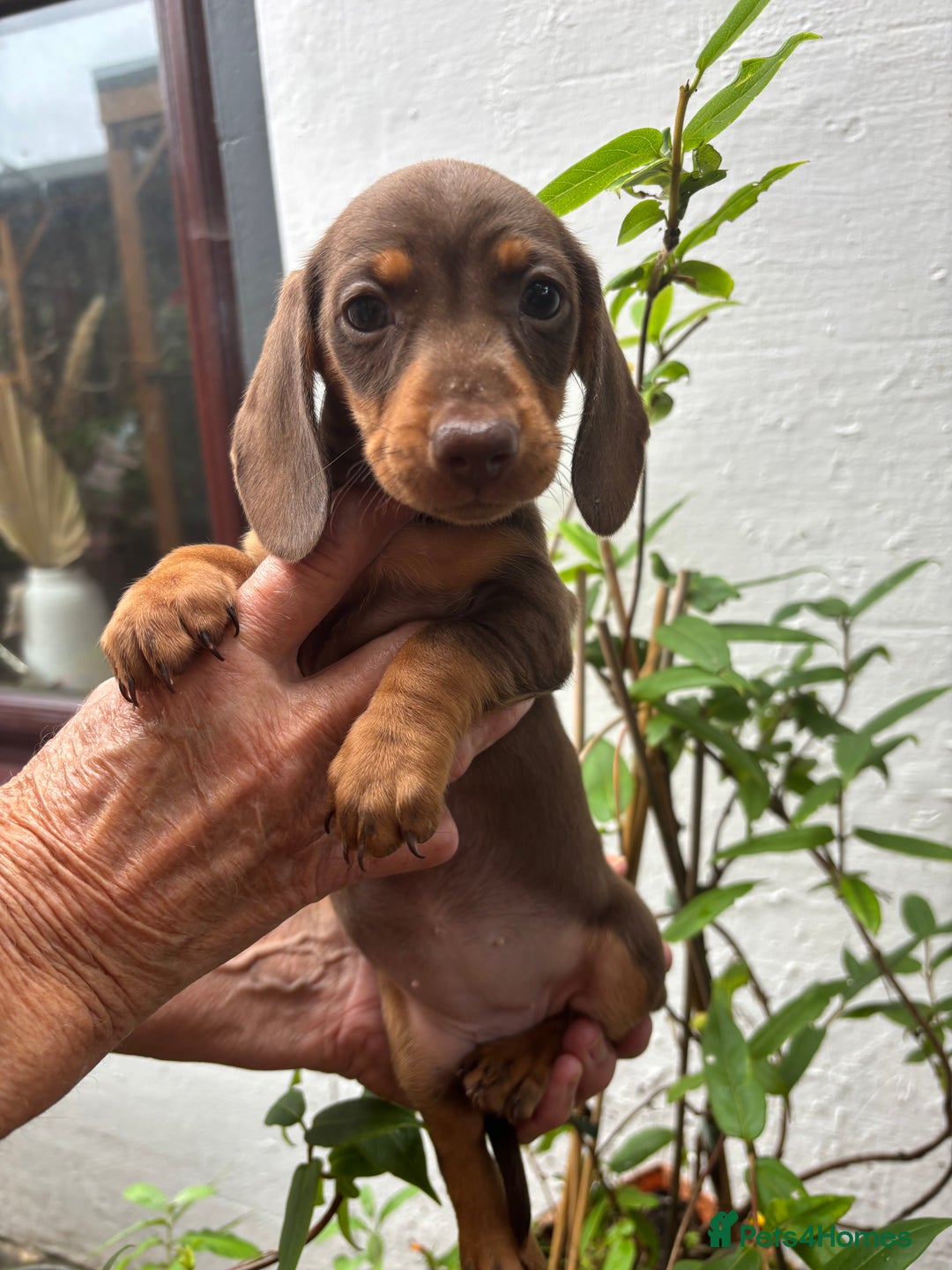 Miniature Dachshund dogs for sale: Miniature dachshund smooth hair pups  - Image 32