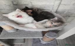 Maine Coon cats for sale: Mainecoon kittens  - Image 12