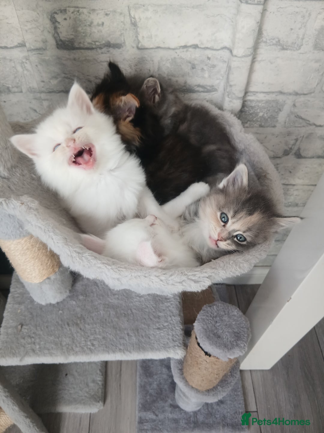 Maine Coon cats for sale: Mainecoon kittens  - Image 12