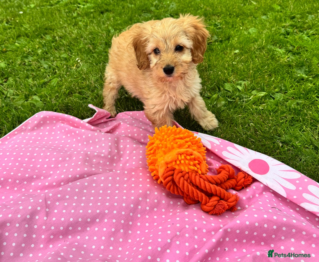 Cockapoo dogs for sale: TOY COCKAPOO PUPPIES  - Image 6