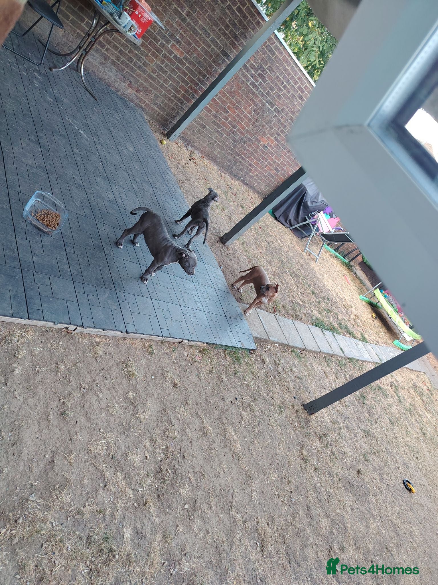 Staffordshire Bull Terrier dogs American Staffordshire terrier.ready to leave!!!  - Advert 2