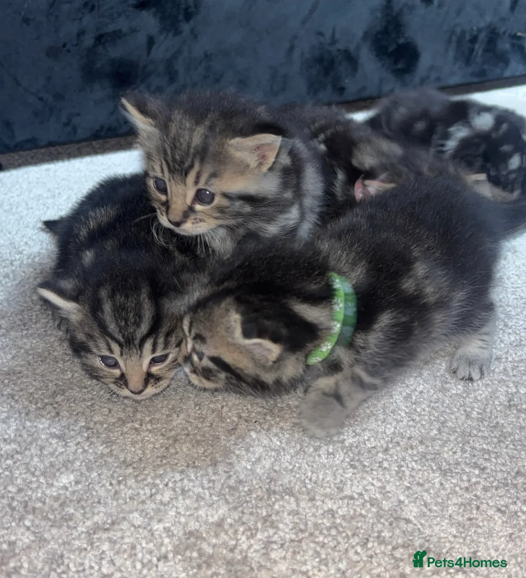 Mixed Breed cats for sale: 1:4 Mainecoon kittens  - Advert 7